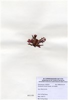 藏品(北方赤盾藻)的圖片